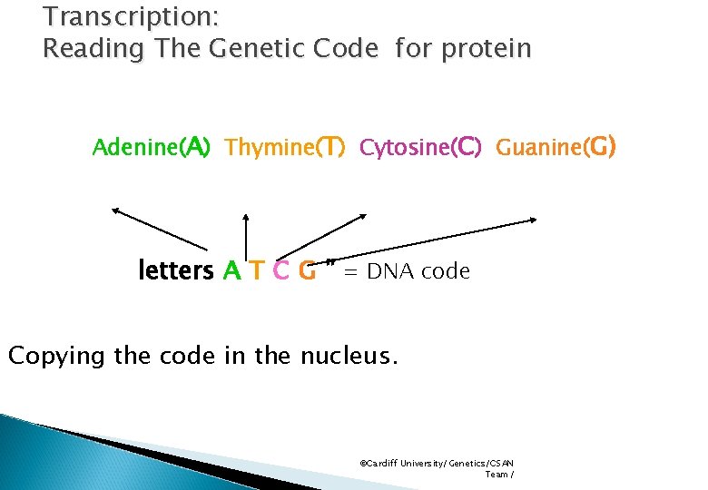 Transcription: Reading The Genetic Code for protein Adenine(A) Thymine(T) Cytosine(C) Guanine(G) letters A T