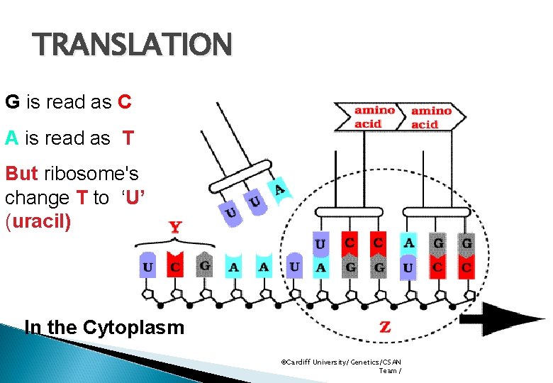 TRANSLATION G is read as C A is read as T But ribosome's change