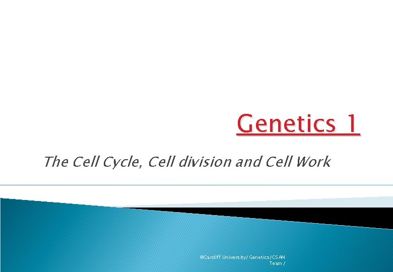 Genetics 1 The Cell Cycle, Cell division and Cell Work ©Cardiff University/Genetics/CSAN Team/ 