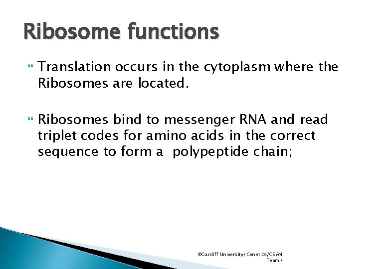 Ribosome functions Translation occurs in the cytoplasm where the Ribosomes are located. Ribosomes bind