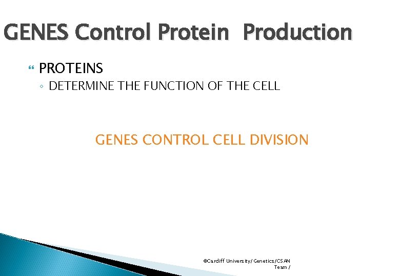 GENES Control Protein Production PROTEINS ◦ DETERMINE THE FUNCTION OF THE CELL GENES CONTROL