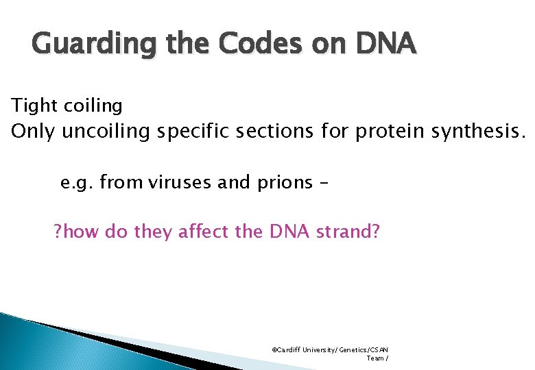 Guarding the Codes on DNA Tight coiling Only uncoiling specific sections for protein synthesis.