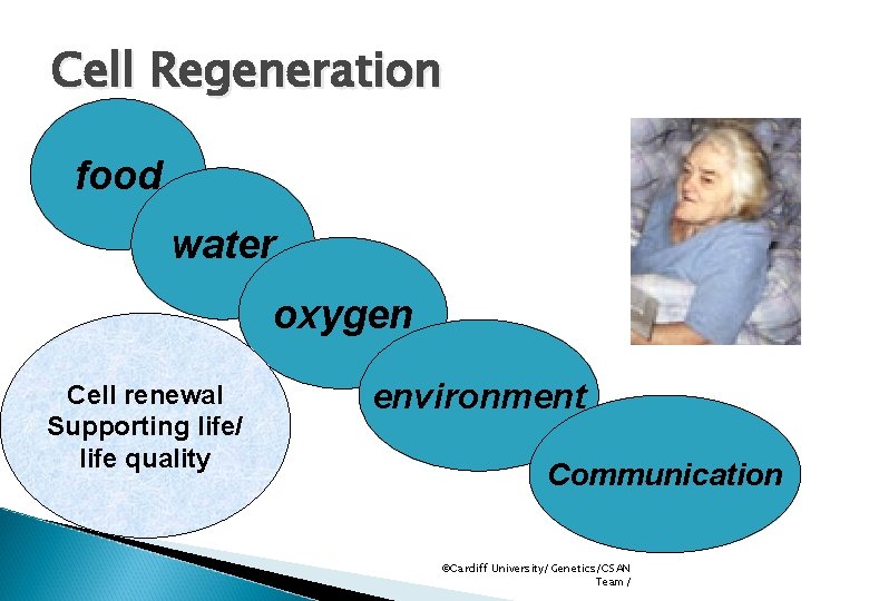 Cell Regeneration food water oxygen Cell renewal Supporting life/ life quality environment Communication ©Cardiff