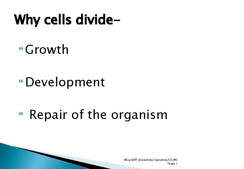 Why cells divide Growth Development Repair of the organism ©Cardiff University/Genetics/CSAN Team/ 