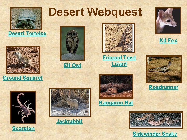 Desert Webquest Desert Tortoise Kit Fox Elf Owl Fringed Toed Lizard Ground Squirrel Roadrunner