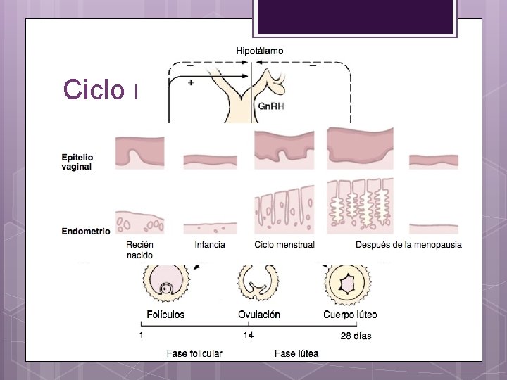 Ciclo menstrual normal 