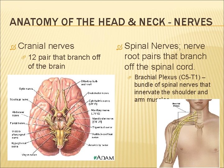 ANATOMY OF THE HEAD & NECK - NERVES Cranial nerves 12 pair that branch