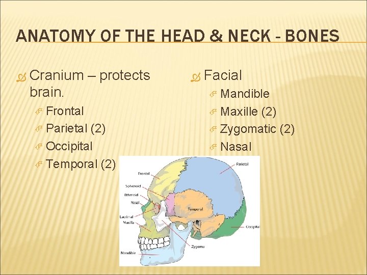 ANATOMY OF THE HEAD & NECK - BONES Cranium – protects brain. Frontal Parietal