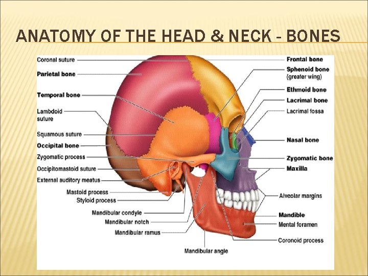 ANATOMY OF THE HEAD & NECK - BONES 