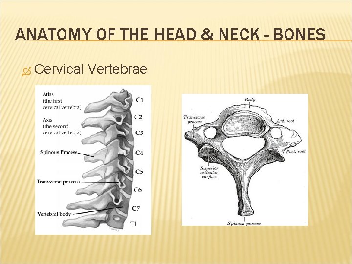 ANATOMY OF THE HEAD & NECK - BONES Cervical Vertebrae 