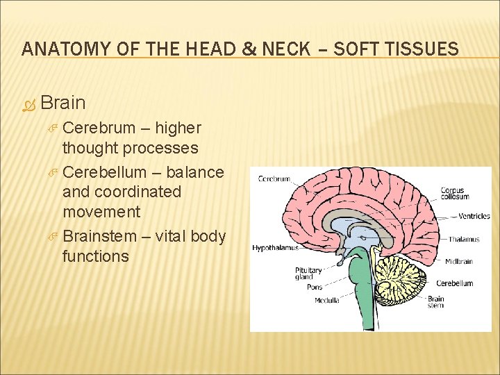 ANATOMY OF THE HEAD & NECK – SOFT TISSUES Brain Cerebrum – higher thought