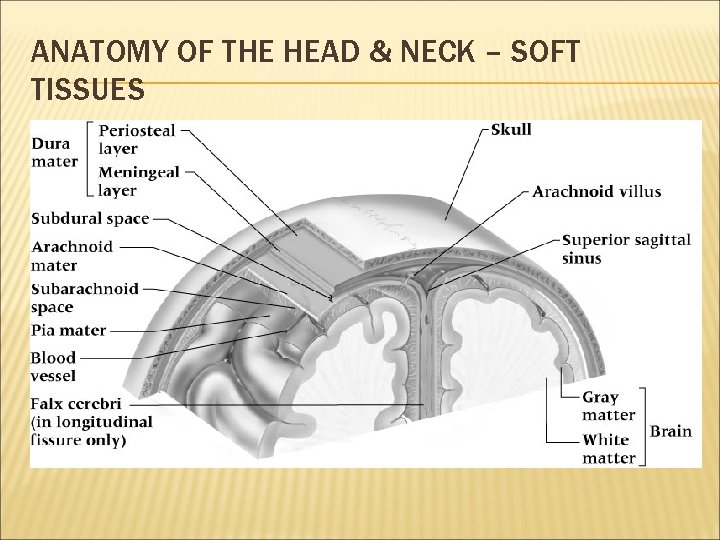 ANATOMY OF THE HEAD & NECK – SOFT TISSUES 