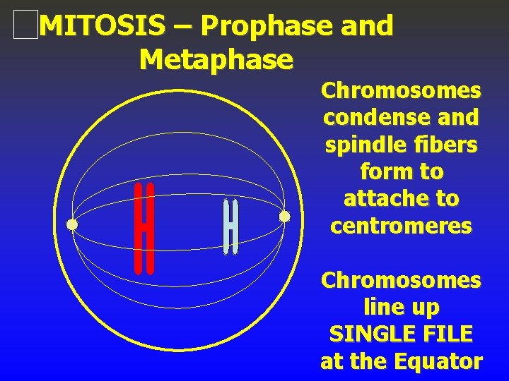 MITOSIS – Prophase and Metaphase Chromosomes condense and spindle fibers form to attache to