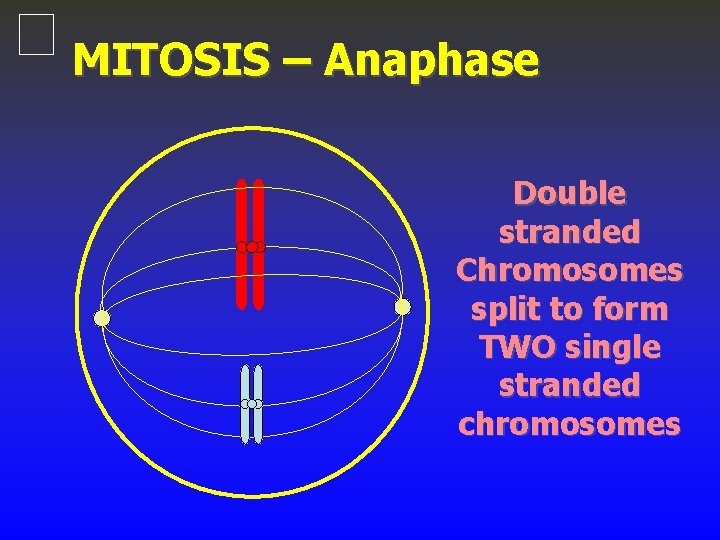 MITOSIS – Anaphase Double stranded Chromosomes split to form TWO single stranded chromosomes 