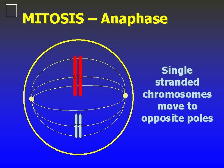 MITOSIS – Anaphase Single stranded chromosomes move to opposite poles 