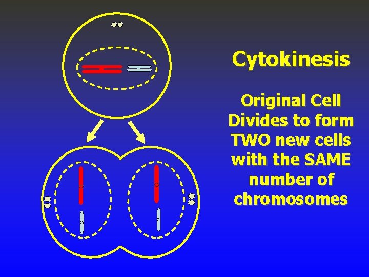 Cytokinesis Original Cell Divides to form TWO new cells with the SAME number of
