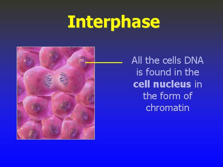 Interphase All the cells DNA is found in the cell nucleus in the form