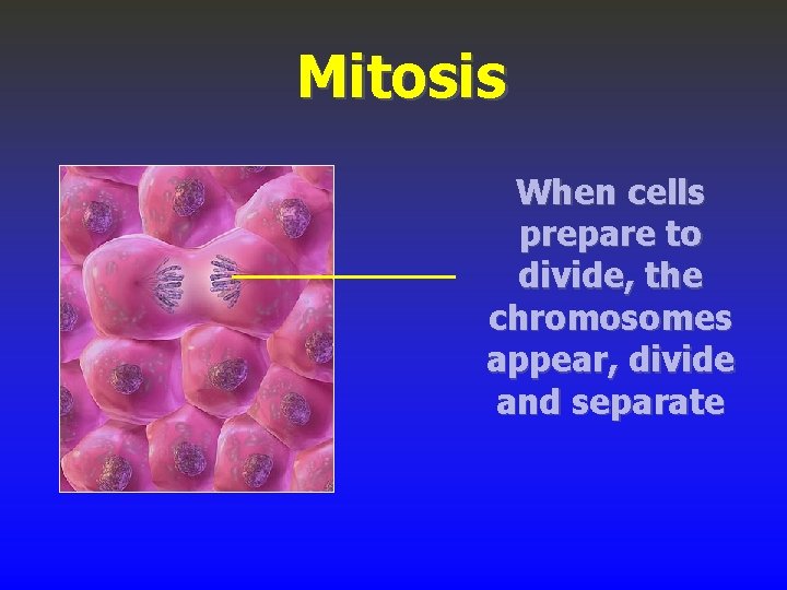 Mitosis When cells prepare to divide, the chromosomes appear, divide and separate 