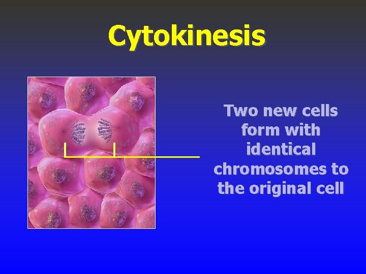 Cytokinesis Two new cells form with identical chromosomes to the original cell 