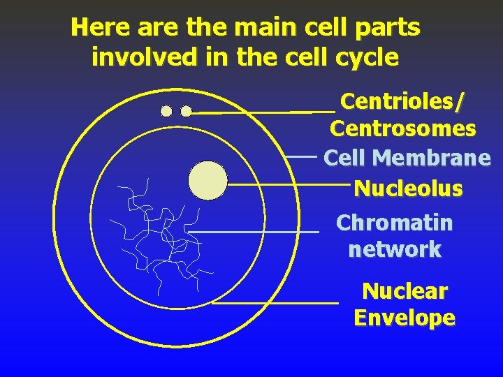 Here are the main cell parts involved in the cell cycle Centrioles/ Centrosomes Cell