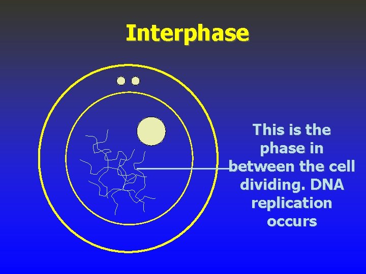 Interphase This is the phase in between the cell dividing. DNA replication occurs 