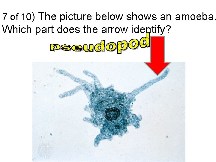 7 of 10) The picture below shows an amoeba. Which part does the arrow