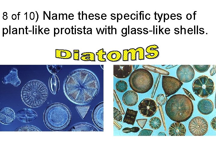 8 of 10) Name these specific types of plant-like protista with glass-like shells. 