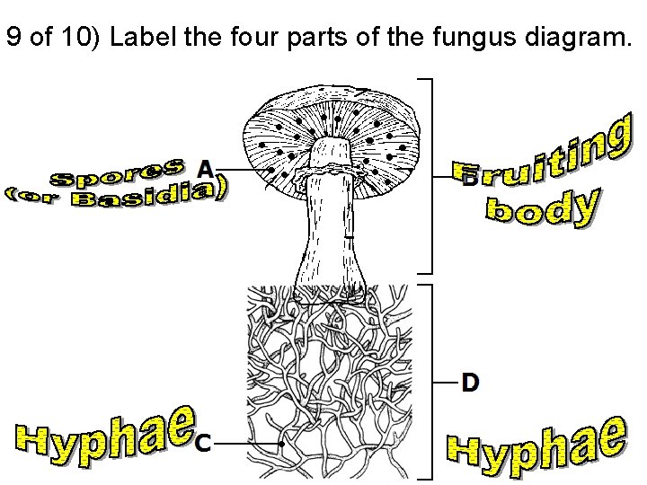 9 of 10) Label the four parts of the fungus diagram. 