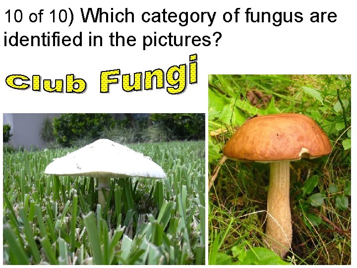 10 of 10) Which category of fungus are identified in the pictures? 