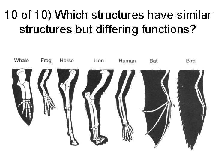 10 of 10) Which structures have similar structures but differing functions? 