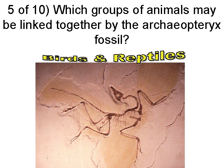 5 of 10) Which groups of animals may be linked together by the archaeopteryx