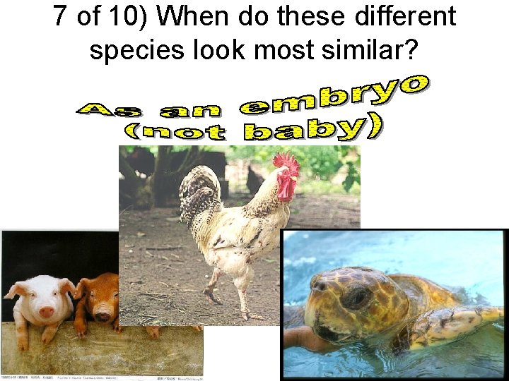 7 of 10) When do these different species look most similar? 