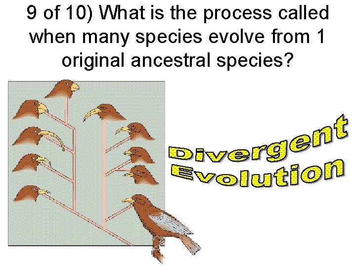 9 of 10) What is the process called when many species evolve from 1