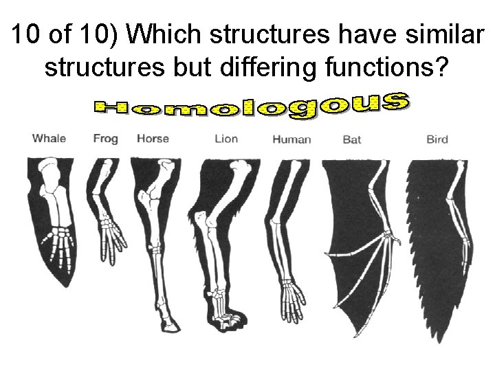 10 of 10) Which structures have similar structures but differing functions? 