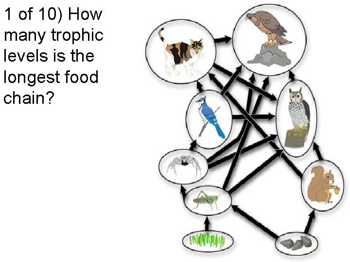 1 of 10) How many trophic levels is the longest food chain? 