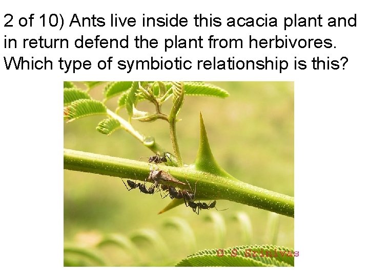 2 of 10) Ants live inside this acacia plant and in return defend the