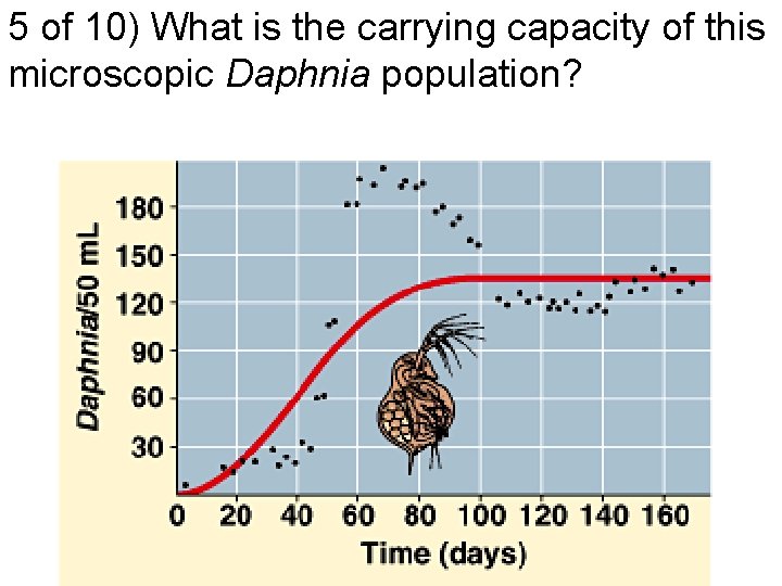 5 of 10) What is the carrying capacity of this microscopic Daphnia population? 