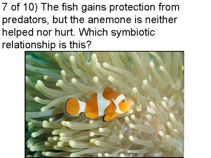 7 of 10) The fish gains protection from predators, but the anemone is neither