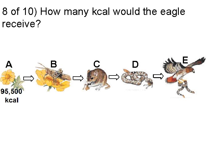 8 of 10) How many kcal would the eagle receive? 