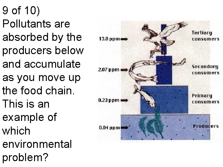 9 of 10) Pollutants are absorbed by the producers below and accumulate as you