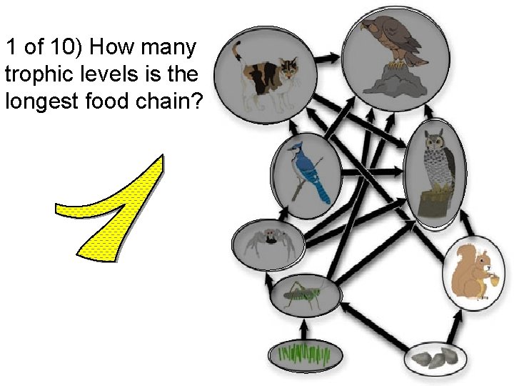 1 of 10) How many trophic levels is the longest food chain? 