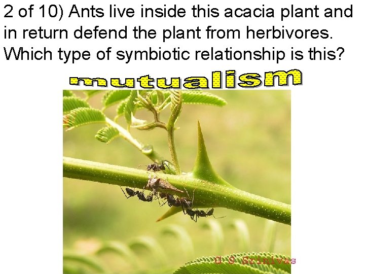 2 of 10) Ants live inside this acacia plant and in return defend the