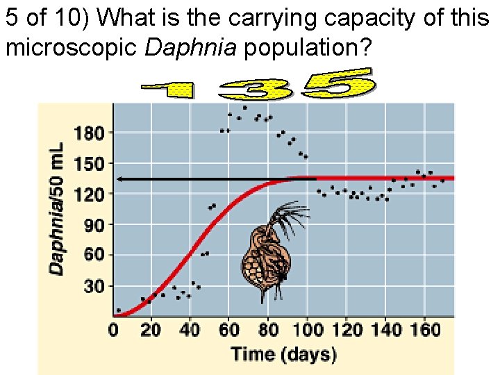 5 of 10) What is the carrying capacity of this microscopic Daphnia population? 