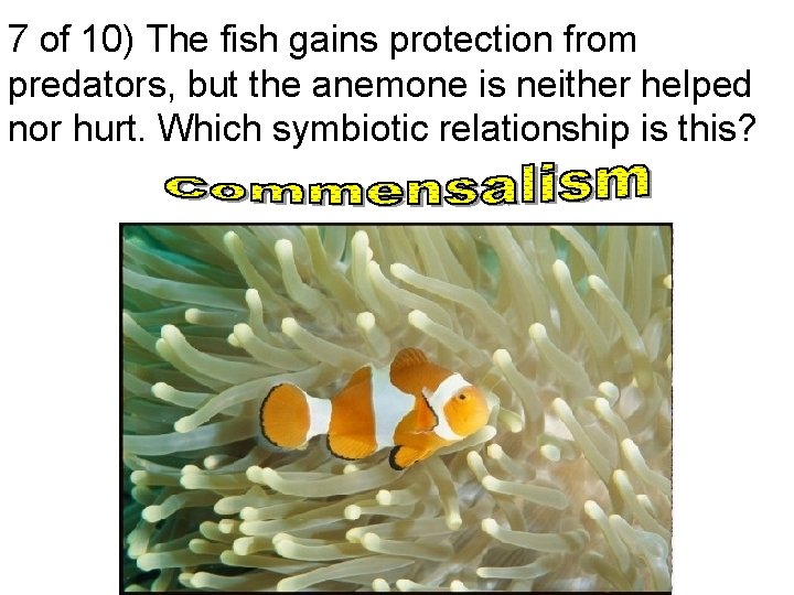7 of 10) The fish gains protection from predators, but the anemone is neither