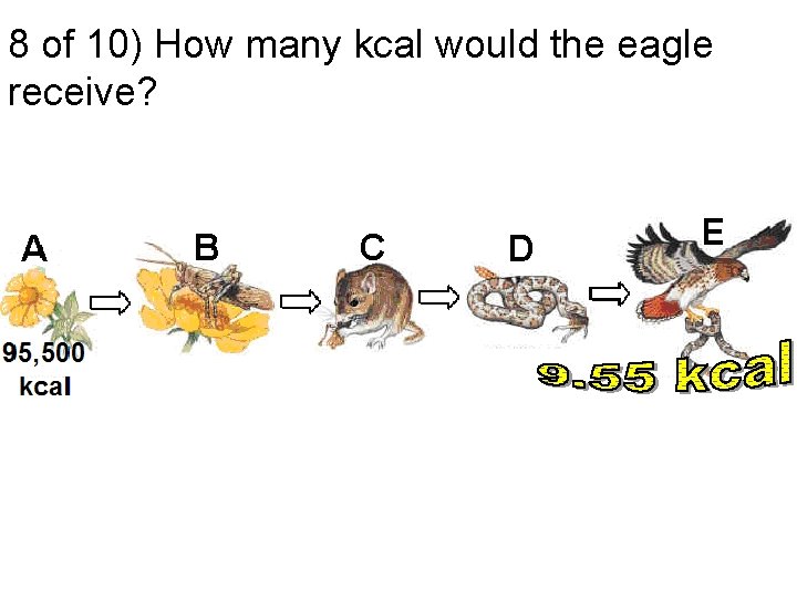 8 of 10) How many kcal would the eagle receive? 
