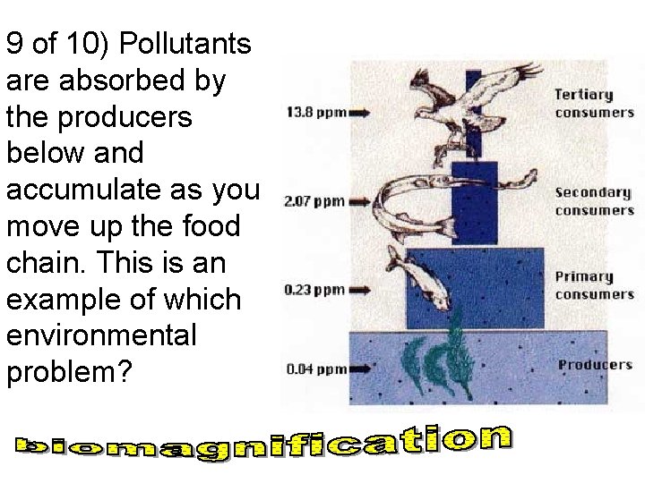 9 of 10) Pollutants are absorbed by the producers below and accumulate as you