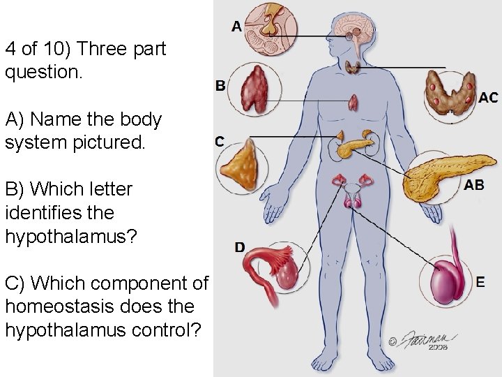 4 of 10) Three part question. A) Name the body system pictured. B) Which