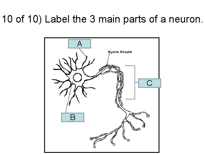 10 of 10) Label the 3 main parts of a neuron. A C B