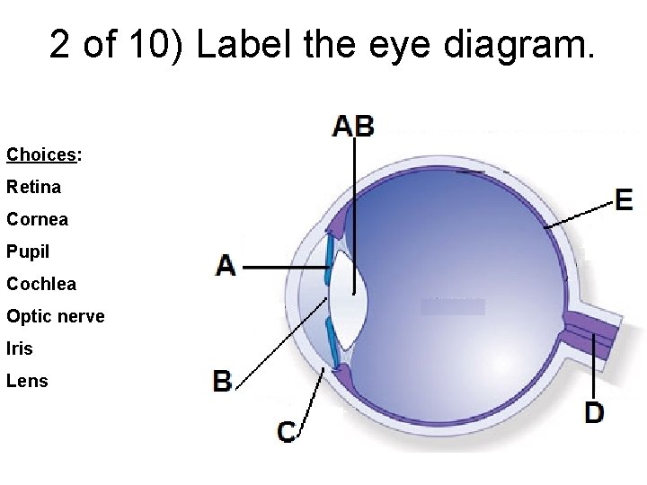 2 of 10) Label the eye diagram. Choices: Retina Cornea Pupil Cochlea Optic nerve
