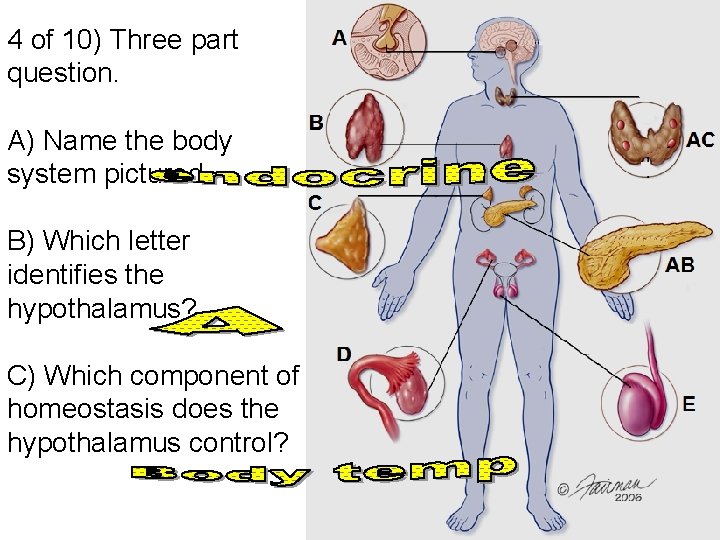 4 of 10) Three part question. A) Name the body system pictured. B) Which